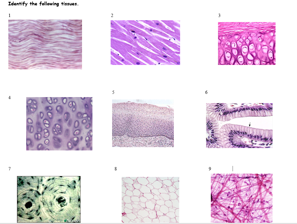 Solved Identify The Following Tissues. 1 2 3 5 6 4 8 9 | Chegg.com