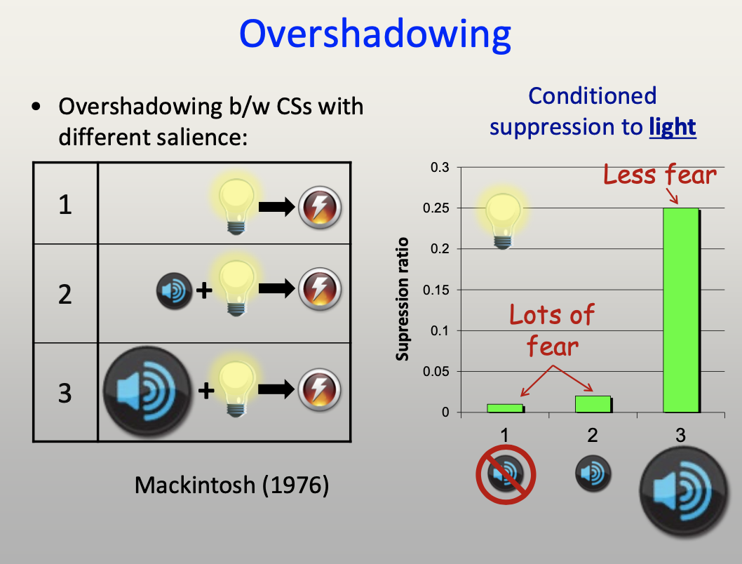 solved-overshadowing-conditioning-test-20-15-magazine-chegg