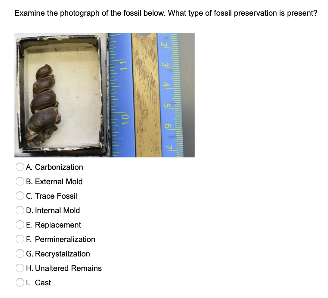 Solved Examine the photograph of the fossil below. What type | Chegg.com