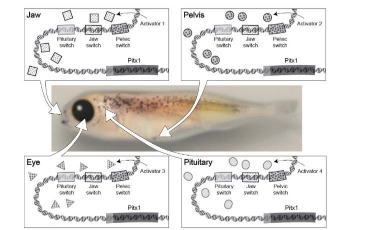 Solved b. You have a fish that inherits a mutation in the | Chegg.com