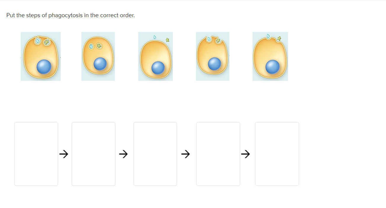 Solved Put the steps of phagocytosis in the correct order. V | Chegg.com