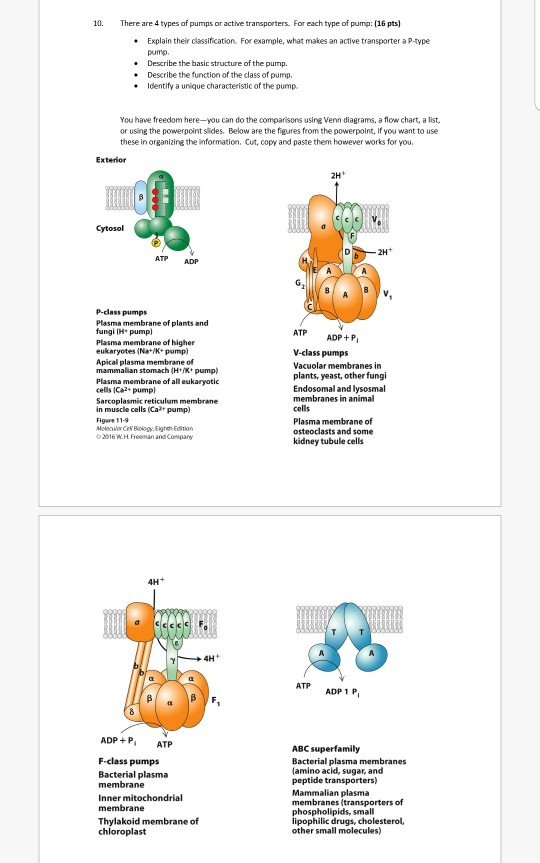 Solved 10. There are 4 types of pumps or active transporter도