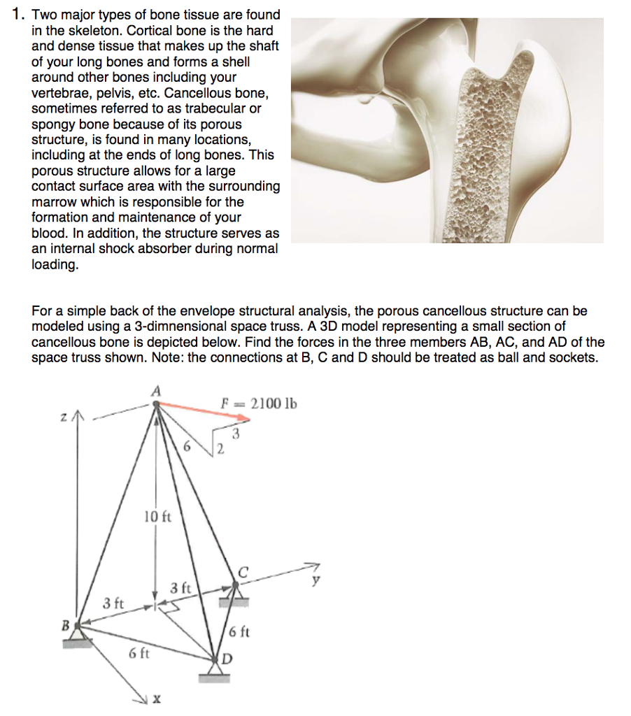 2 Types Of Bone Tissue