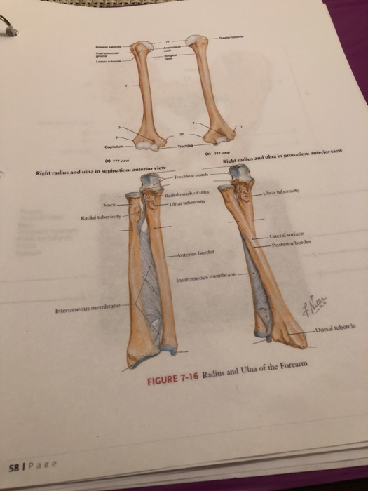 Dorsal Tubercle Of Radius Bone