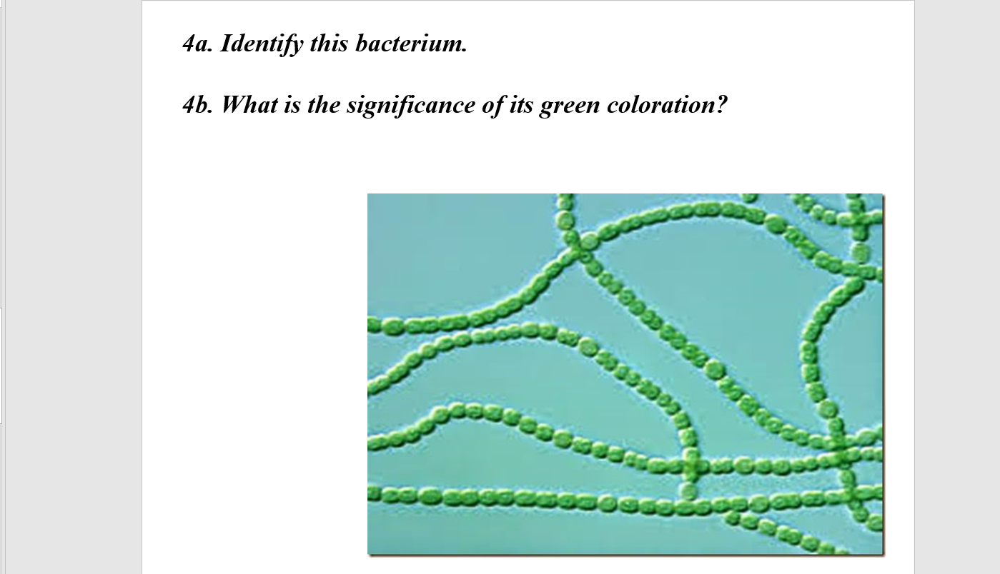 solved-1-what-do-these-bacteria-have-in-common-su-cdc-chegg