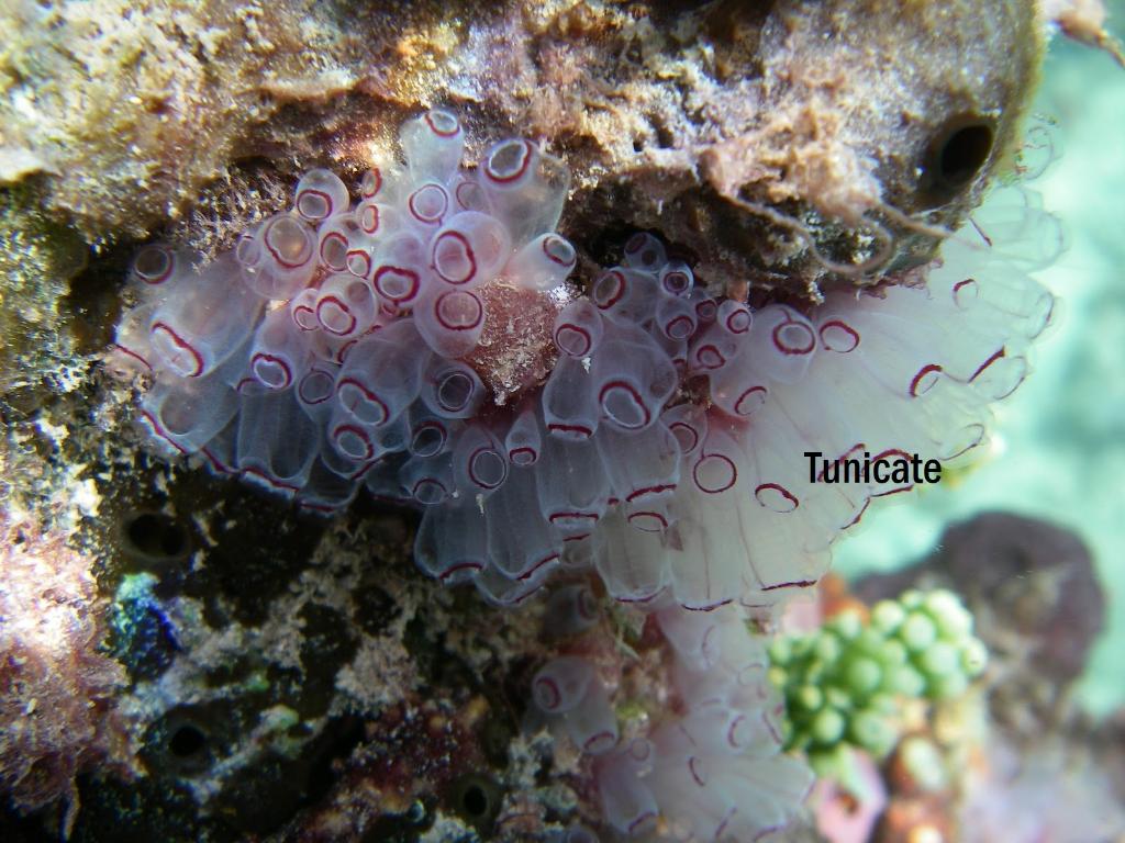 Solved Tunicate | Chegg.com
