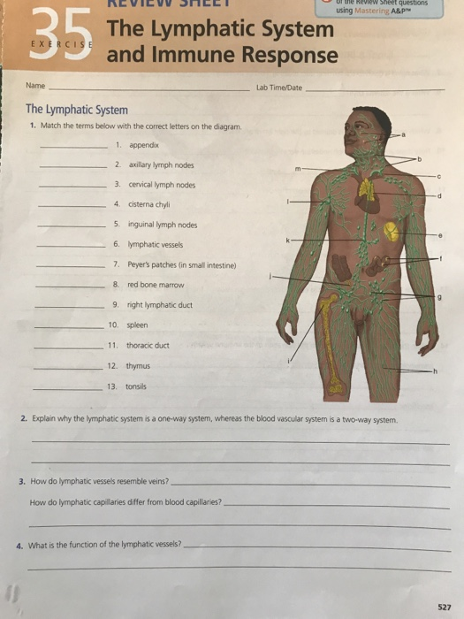 Solved: Using Mastering A&p 35 The Lymphatic System And Im... | Chegg.com - Exercise 35 The Lymphatic System And Immune Response