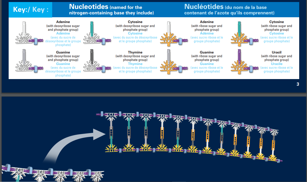 ribose et désoxyribose