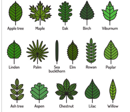 Solved I am not sure how to identify the leaves to its | Chegg.com