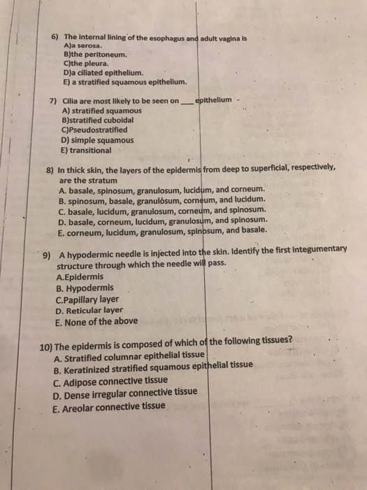 solved-the-internal-lining-of-the-esophagus-and-adult-vagina-chegg