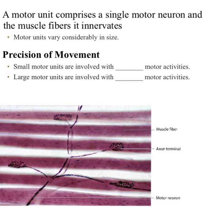 Solved A motor unit comprises a single motor neuron and the