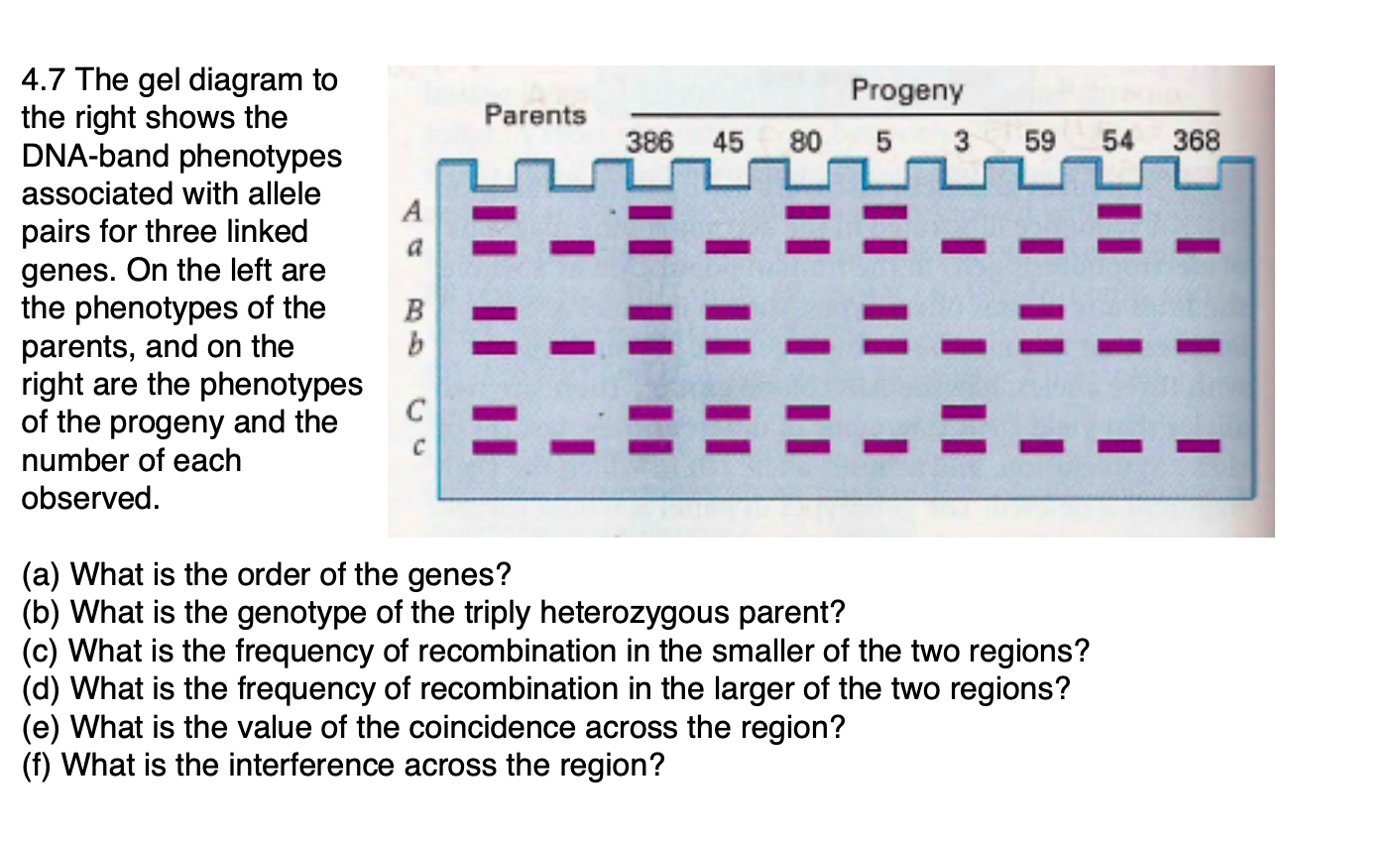 4.7 The gel diagram to the right shows the DNA-band | Chegg.com