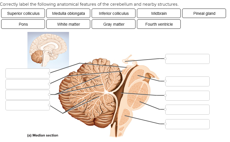 correctly label the following anatomical parts of a flat bone