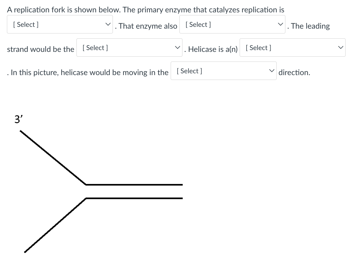 Solved A replication fork is shown below. The primary enzyme | Chegg.com