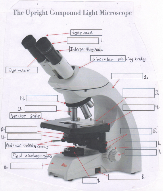 compound light microscope images