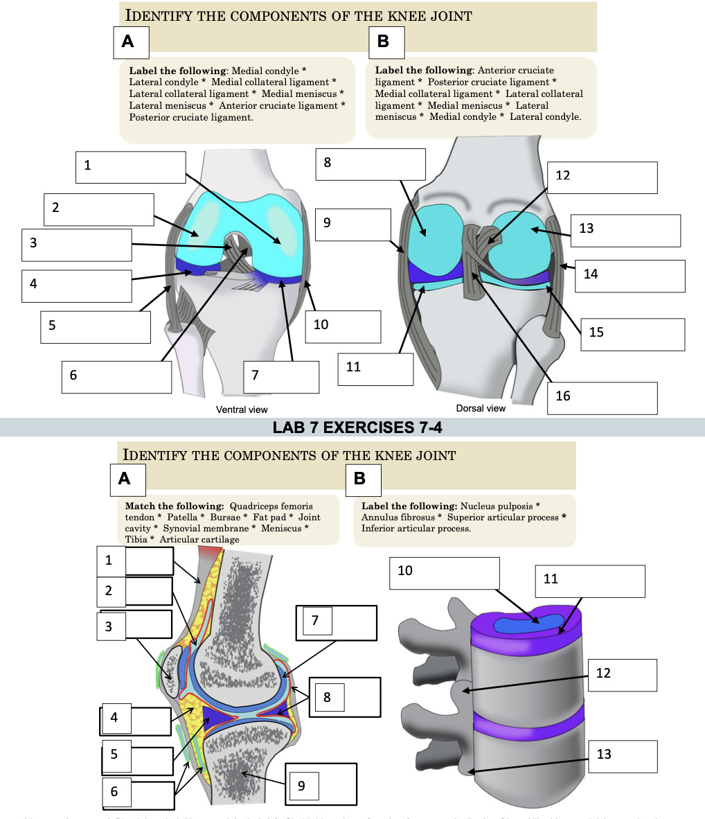 Solved IDENTIFY THE COMPONENTS OF THE KNEE JOINT A B Label | Chegg.com