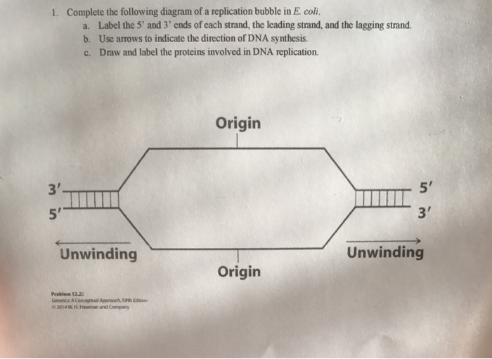 Solved Complete the following diagram of a replication | Chegg.com