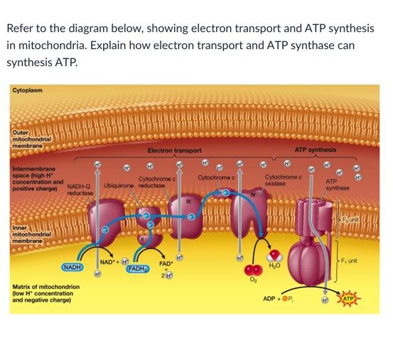 Solved Refer to the diagram below, showing electron | Chegg.com