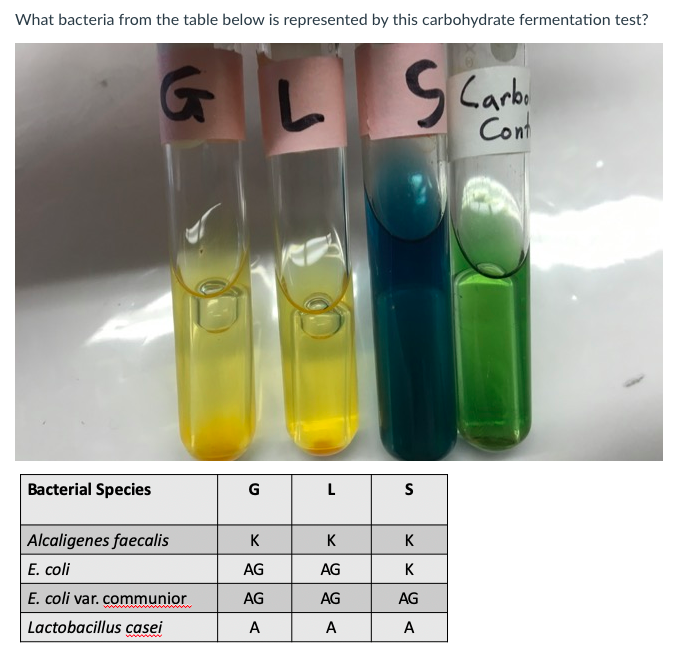 Solved What bacteria from the table below is represented by