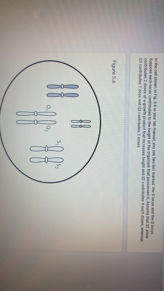 Solved In the cell shown in Fig. 5-6 in your lab manual, you | Chegg.com