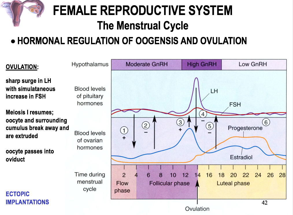 solved-correlate-the-events-in-the-ovaries-ovarian-cycle-chegg