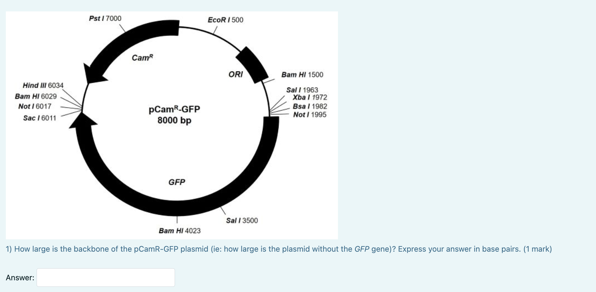 Solved A biology 207 student subcloned the promoterless,