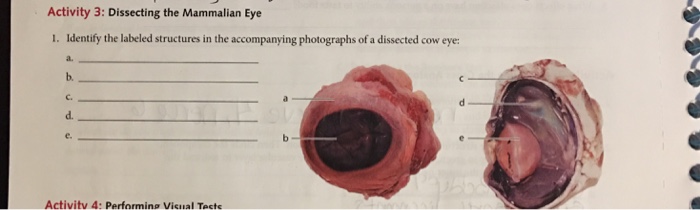 Anatomy Of Cow Eye