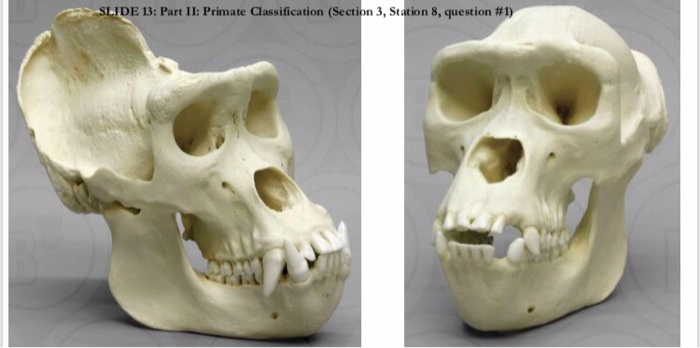 Solved: 1. Compare The Male Gorilla Skull ( Left) To The F... | Chegg.com