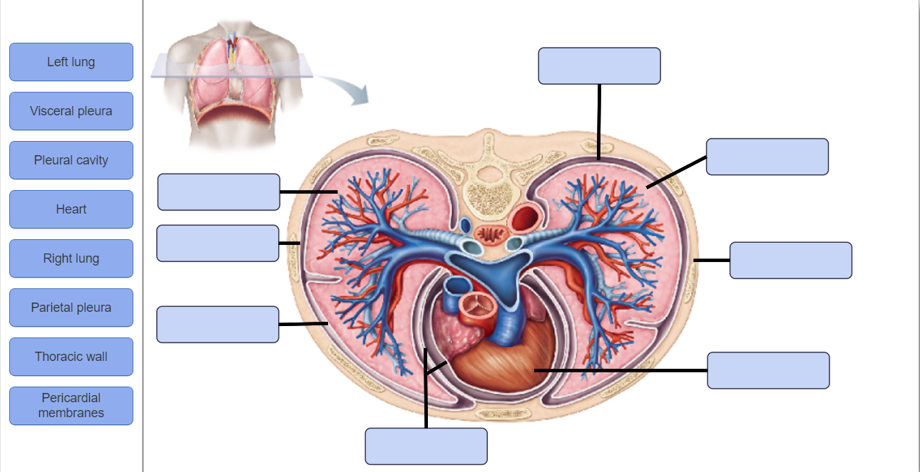 lung anatomy pleura