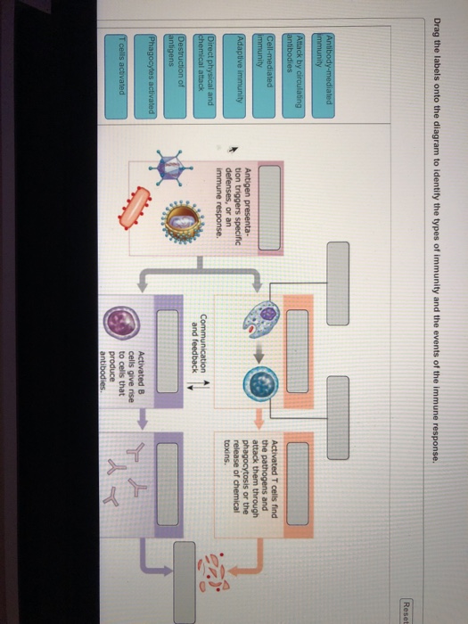 solved-drag-the-labels-onto-the-diagram-to-identify-the-chegg