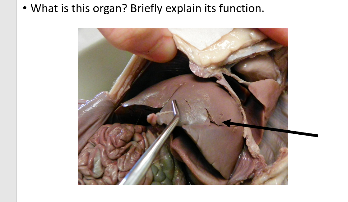 fetal pig gallbladder cystic duct