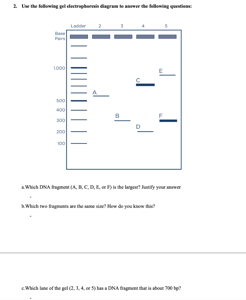 Solved 2. Use the following gel electrophoresis diagram to