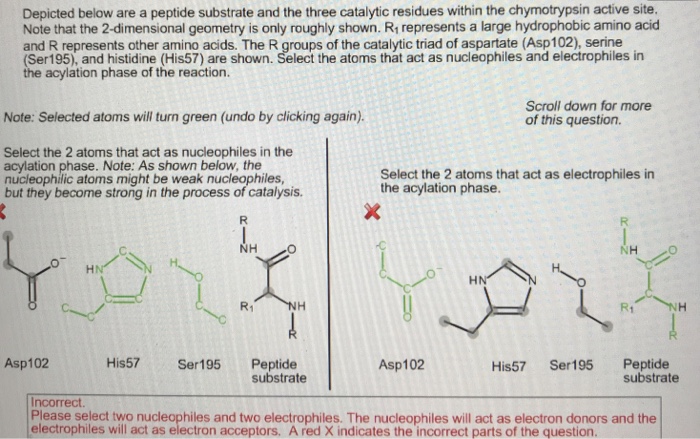 Solved Depicted below are a peptide substrate and the three | Chegg.com