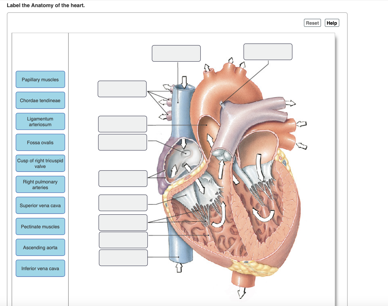 Label the Anatomy of the heart. | Chegg.com