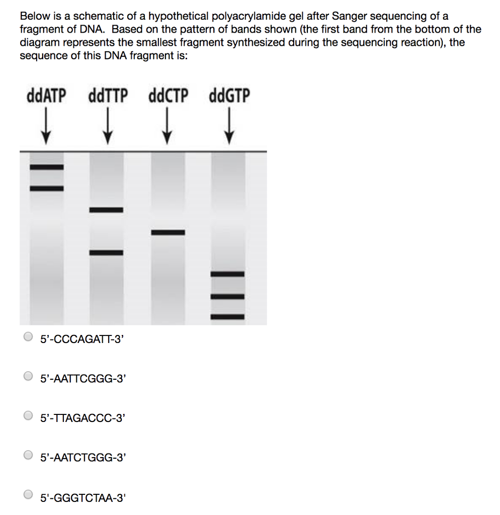 Solved Below is a schematic of a hypothetical polyacrylamide