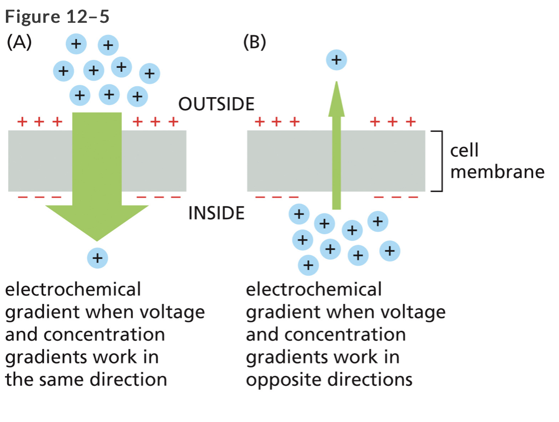 Solved The electrochemical gradient is the net driving force