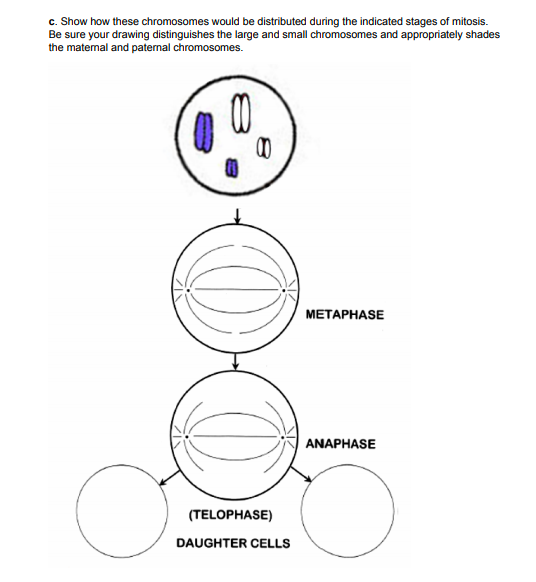 Solved c. Show how these chromosomes would be distributed | Chegg.com