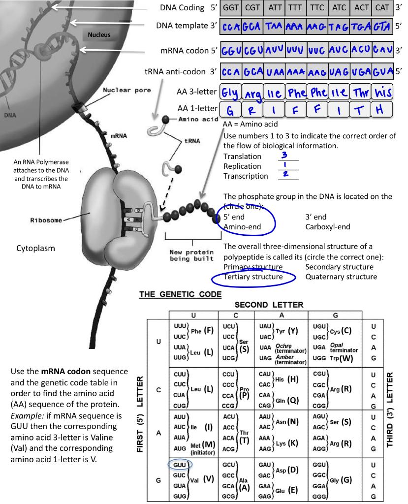 Solved Nucleus DNA Coding 5GGT CGT ATT TTT TTC ATC ACT CAT | Chegg.com