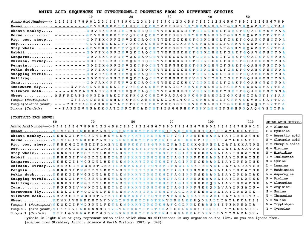 Human... AMINO ACID SEQUENCES IN CYTOCHROMEC
