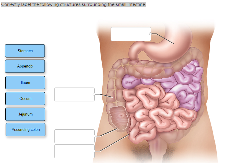 Solved Correctly label the following structures surrounding | Chegg.com