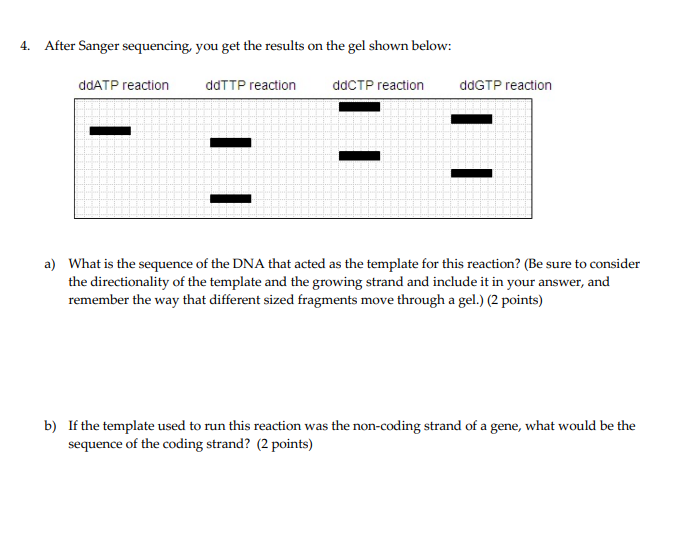 Solved 4. After Sanger sequencing, you get the results on | Chegg.com