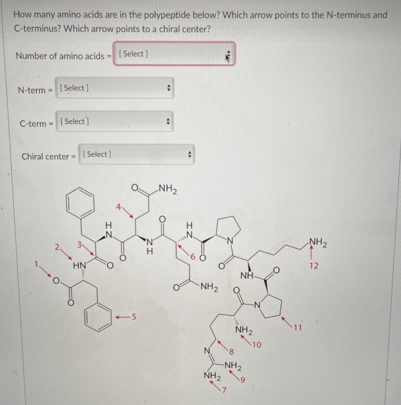Solved How many amino acids are in the polypeptide below? | Chegg.com