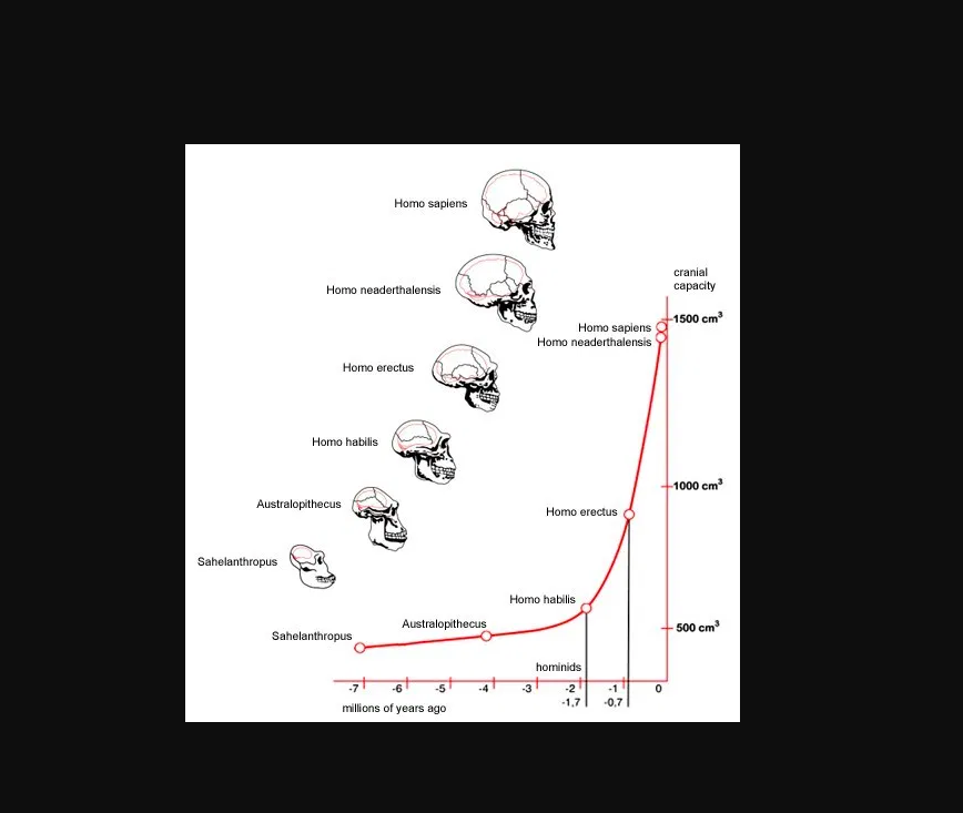 Solved Increase in hominin brain size Task: Use the P-R-O | Chegg.com