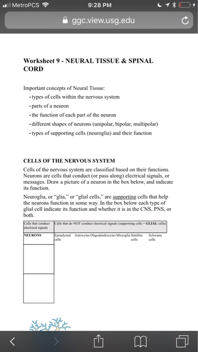 Neurons And Supporting Cells Worksheet - Worksheet List