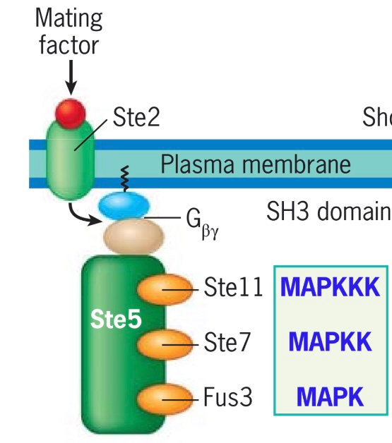 You are studying a MAPK signaling pathway in yeast | Chegg.com