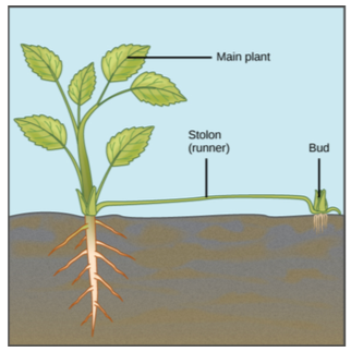 Solved In angiosperms, the megasporangium goes through | Chegg.com