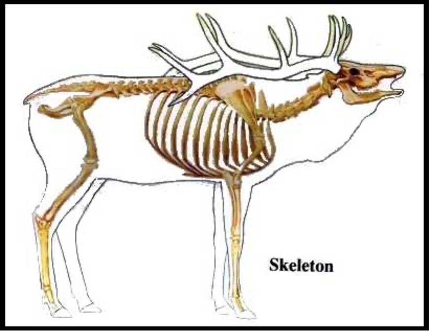 Лось кости. Анатомия лося скелет. Скелет лося строение. Скелет оленя.