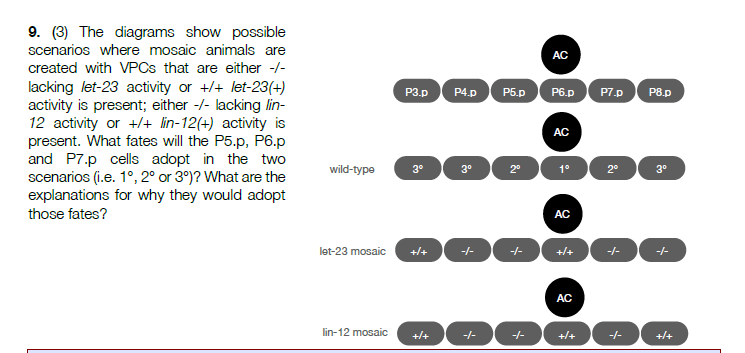 solved-ac-p3-d-p4-p5-p-p6-p-p7-d-p8-p-9-3-the-diagrams-chegg