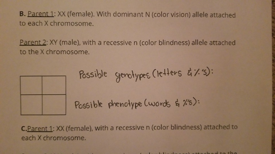 Color Blindness Punnett Square