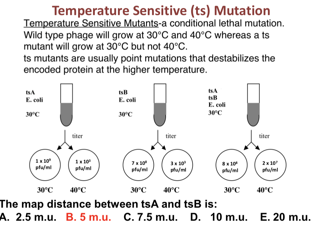 solved-temperature-sensitive-ts-mutation-temperature-chegg